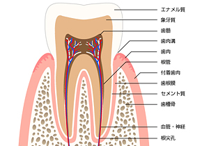 歯周病とは